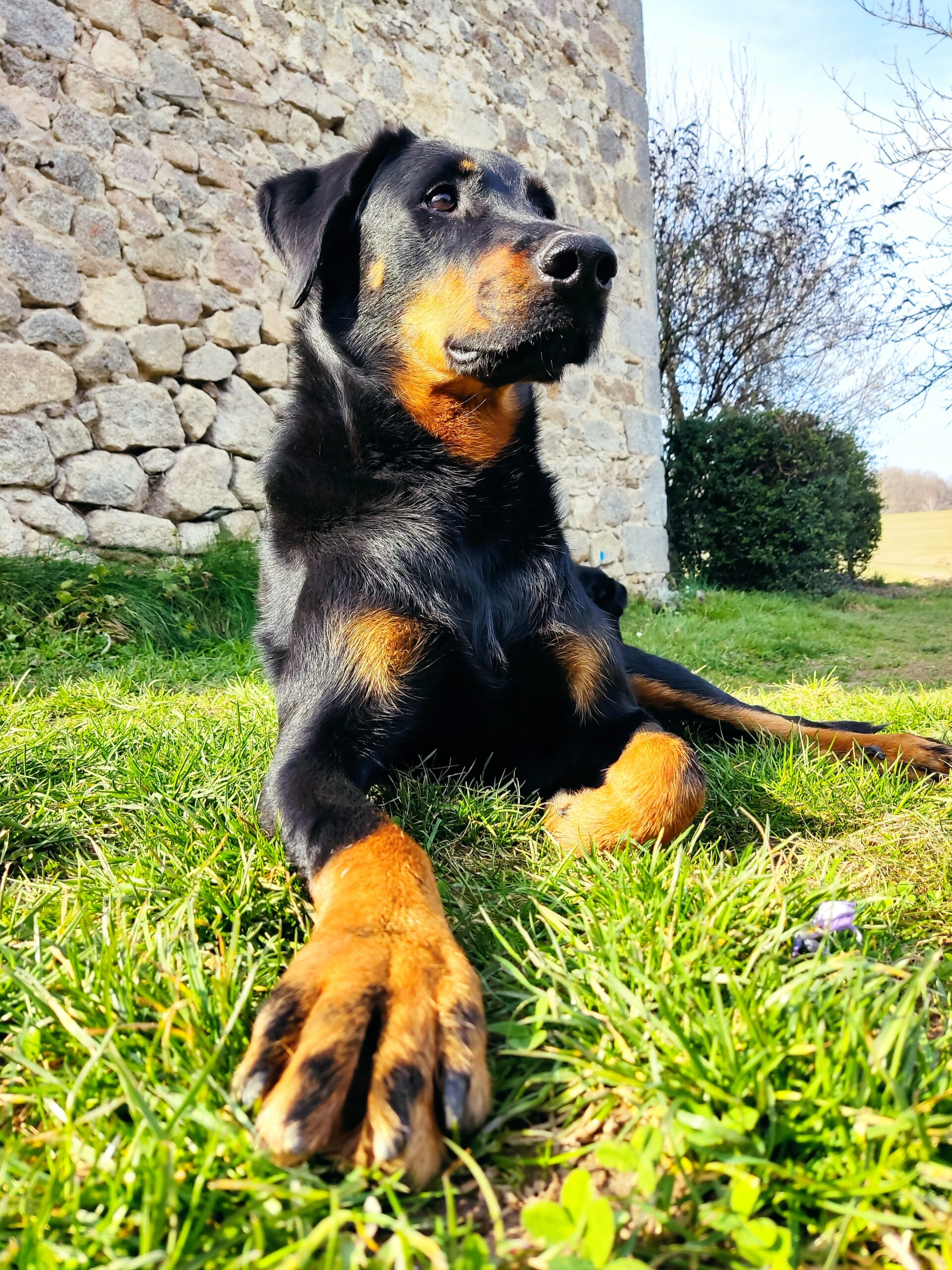 Alka Dog Training - Oumka